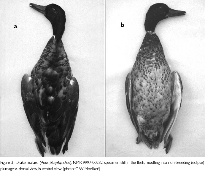 Homosexuální nekrofilové 03 Homosexuální nekrofilové 03