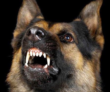 Homosexualita a zoofilie 06 Homosexualita a zoofilie 06